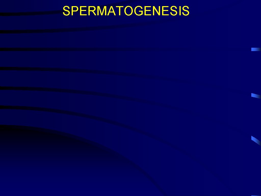 SPERMATOGENESIS 