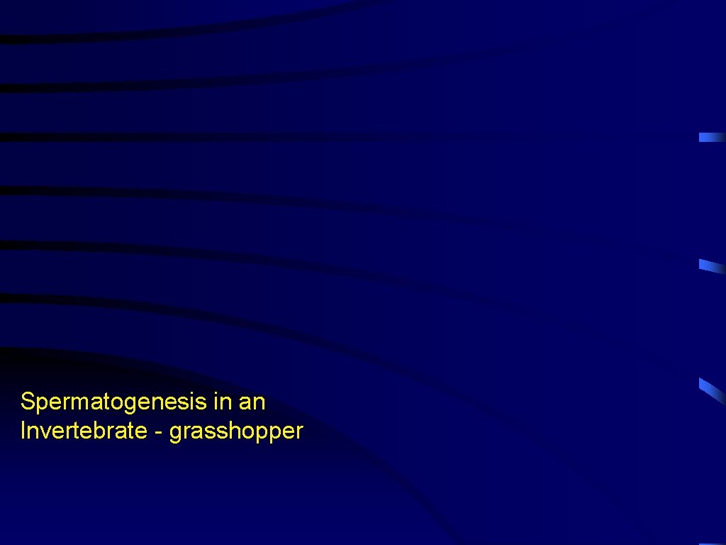 Spermatogenesis in an Invertebrate - grasshopper 