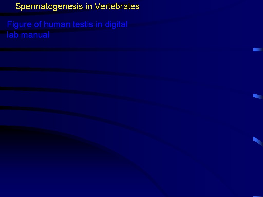 Spermatogenesis in Vertebrates Figure of human testis in digital lab manual 