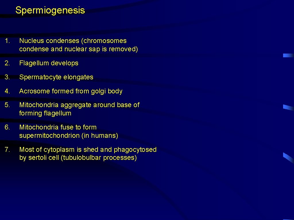 Spermiogenesis 1. Nucleus condenses (chromosomes condense and nuclear sap is removed) 2. Flagellum develops