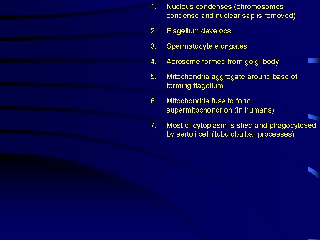1. Nucleus condenses (chromosomes condense and nuclear sap is removed) 2. Flagellum develops 3.