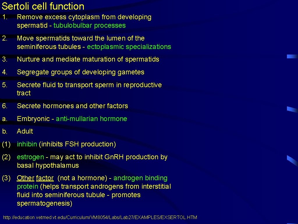 Sertoli cell function 1. Remove excess cytoplasm from developing spermatid - tubulobulbar processes 2.
