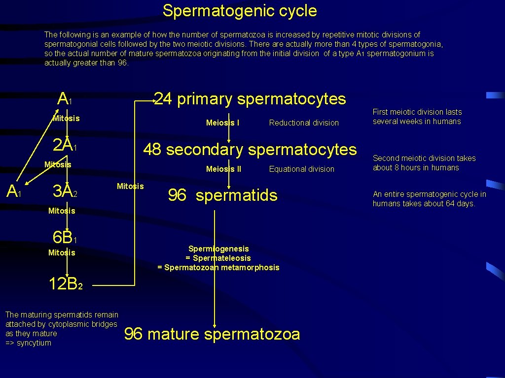 Spermatogenic cycle The following is an example of how the number of spermatozoa is