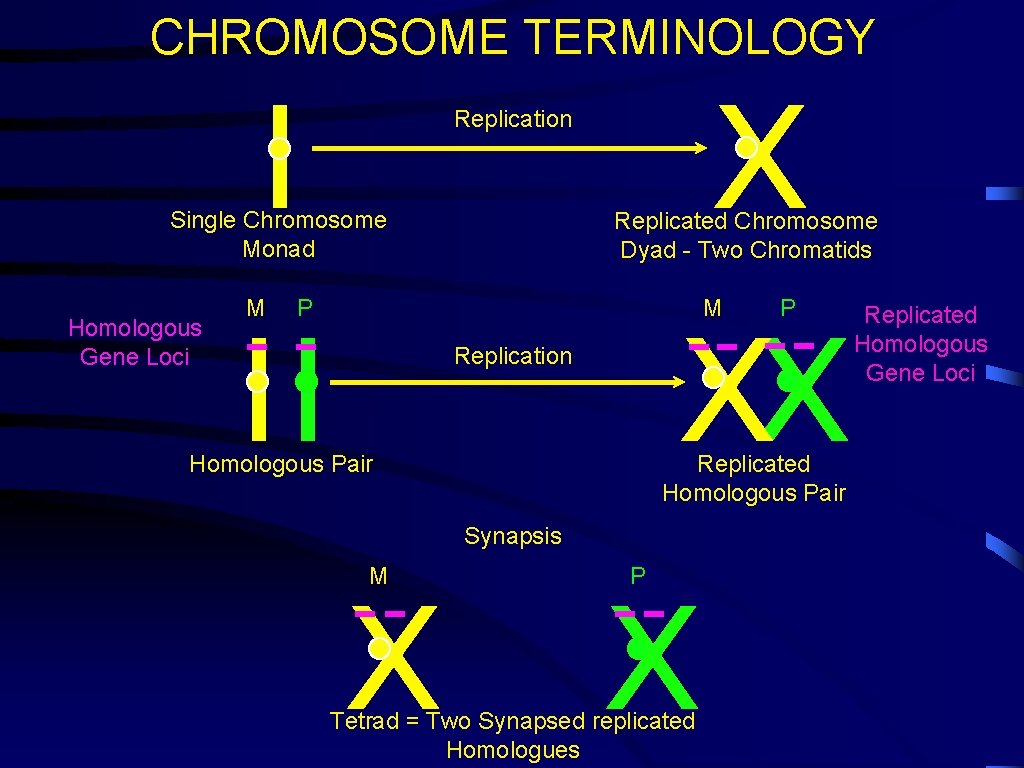 CHROMOSOME TERMINOLOGY I Single Chromosome Monad Homologous Gene Loci M X Replication Replicated Chromosome