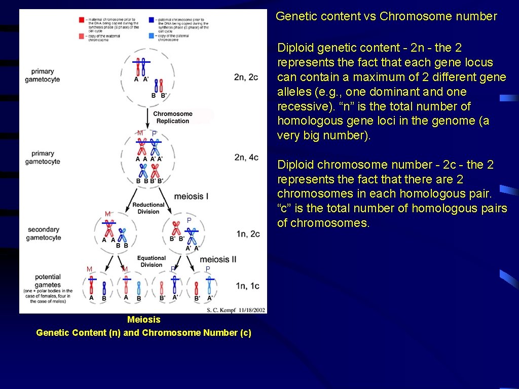 Genetic content vs Chromosome number M Diploid genetic content - 2 n - the