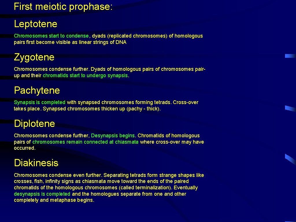 First meiotic prophase: Leptotene Chromosomes start to condense, dyads (replicated chromosomes) of homologous pairs