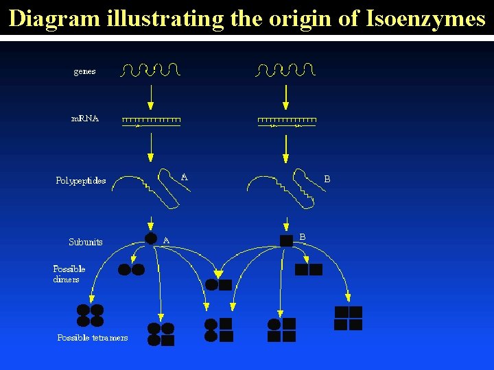 Diagram illustrating the origin of Isoenzymes 