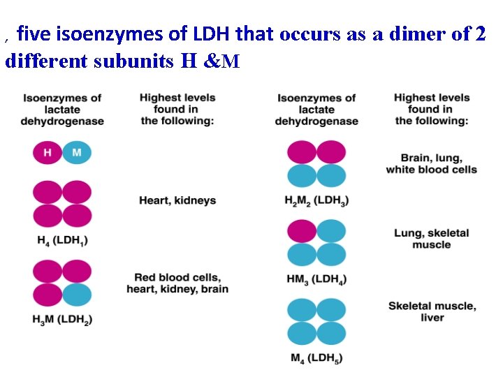  five isoenzymes of LDH that occurs as a dimer of 2 different subunits