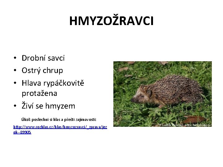 HMYZOŽRAVCI • Drobní savci • Ostrý chrup • Hlava rypáčkovitě protažena • Živí se HMYZOŽRAVCI • Drobní savci • Ostrý chrup • Hlava rypáčkovitě protažena • Živí se