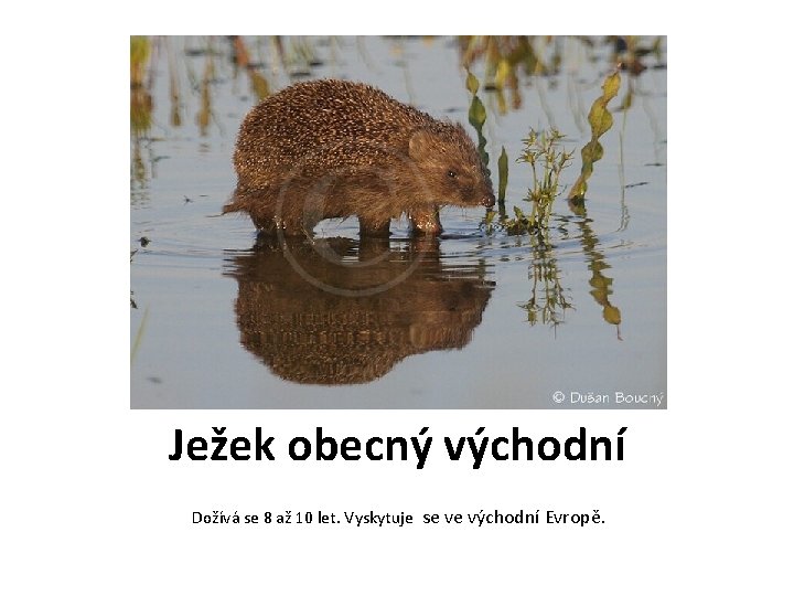 Ježek obecný východní Dožívá se 8 až 10 let. Vyskytuje se ve východní Evropě. Ježek obecný východní Dožívá se 8 až 10 let. Vyskytuje se ve východní Evropě.