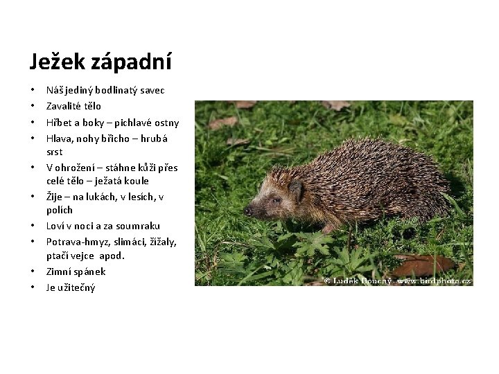 Ježek západní • • • Náš jediný bodlinatý savec Zavalité tělo Hřbet a boky Ježek západní • • • Náš jediný bodlinatý savec Zavalité tělo Hřbet a boky