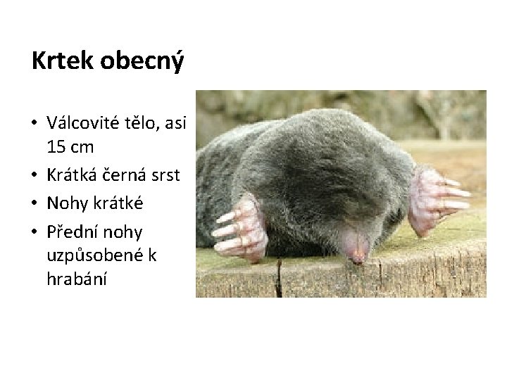 Krtek obecný • Válcovité tělo, asi 15 cm • Krátká černá srst • Nohy Krtek obecný • Válcovité tělo, asi 15 cm • Krátká černá srst • Nohy