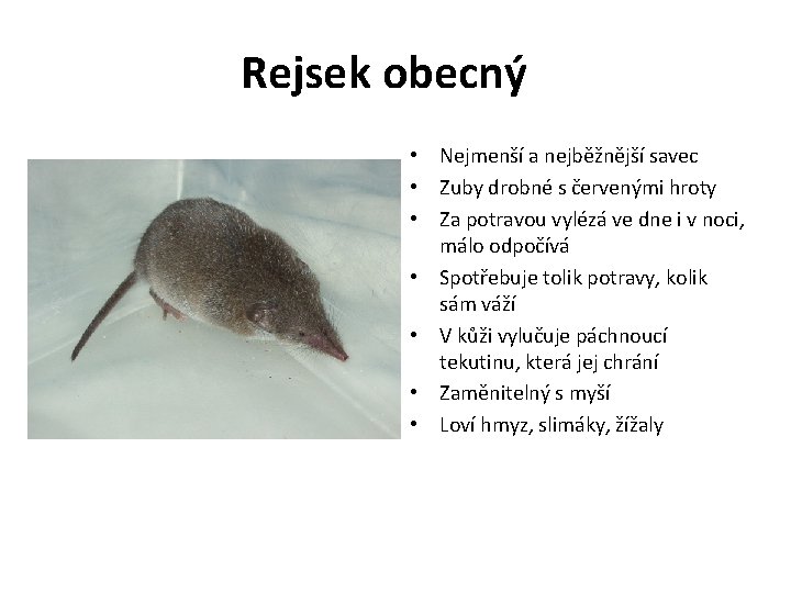 Rejsek obecný • Nejmenší a nejběžnější savec • Zuby drobné s červenými hroty • Rejsek obecný • Nejmenší a nejběžnější savec • Zuby drobné s červenými hroty •
