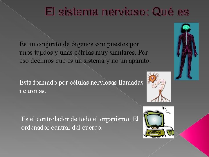 El sistema nervioso: Qué es Es un conjunto de órganos compuestos por unos tejidos