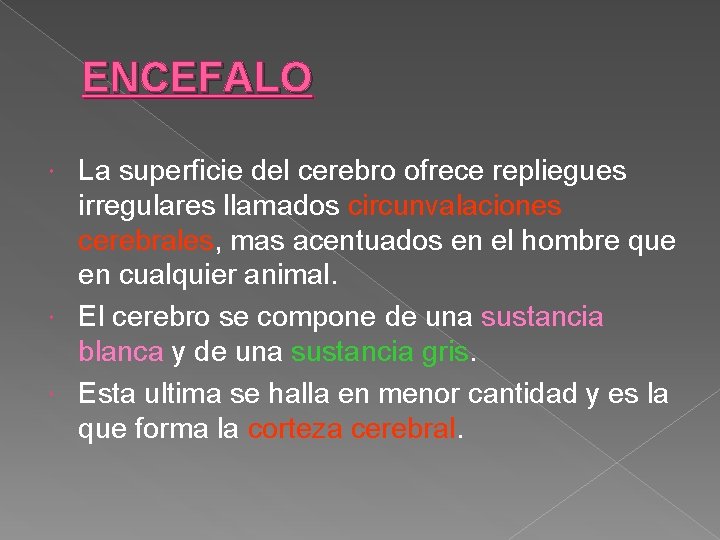ENCEFALO La superficie del cerebro ofrece repliegues irregulares llamados circunvalaciones cerebrales, mas acentuados en