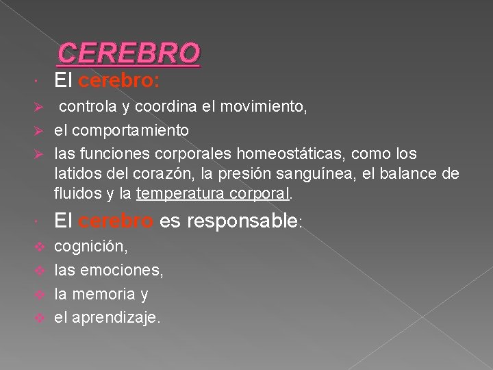 CEREBRO El cerebro: controla y coordina el movimiento, Ø el comportamiento Ø las funciones