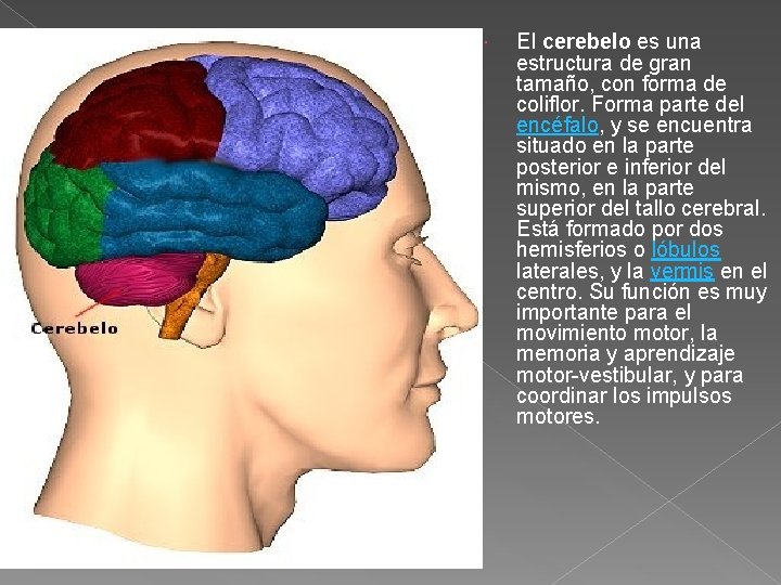  El cerebelo es una estructura de gran tamaño, con forma de coliflor. Forma