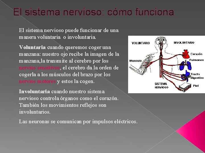 El sistema nervioso: cómo funciona El sistema nervioso puede funcionar de una manera voluntaria