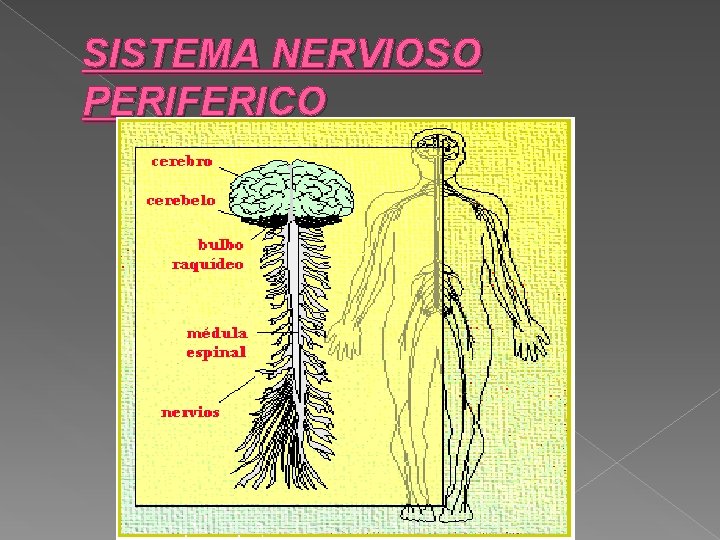 SISTEMA NERVIOSO PERIFERICO 