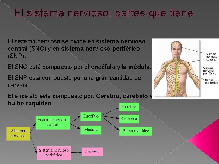 El sistema nervioso: partes que tiene El sistema nervioso se divide en sistema nervioso