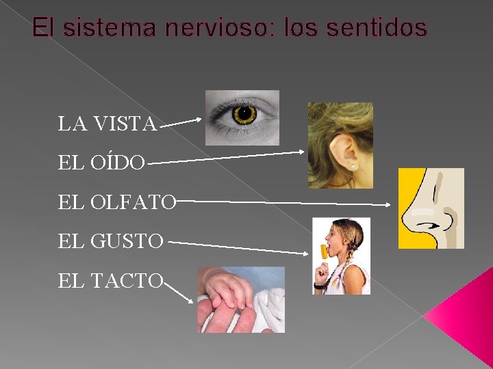 El sistema nervioso: los sentidos LA VISTA EL OÍDO EL OLFATO EL GUSTO EL