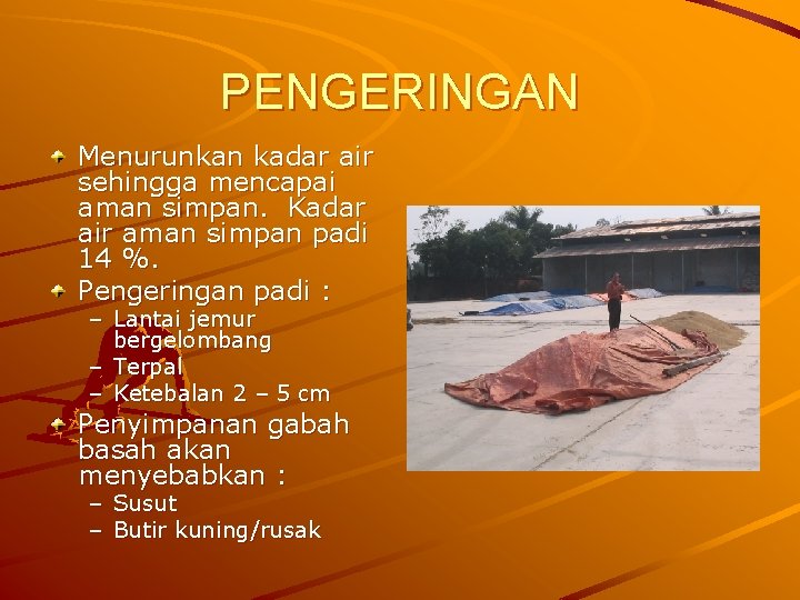 PENGERINGAN Menurunkan kadar air sehingga mencapai aman simpan. Kadar air aman simpan padi 14