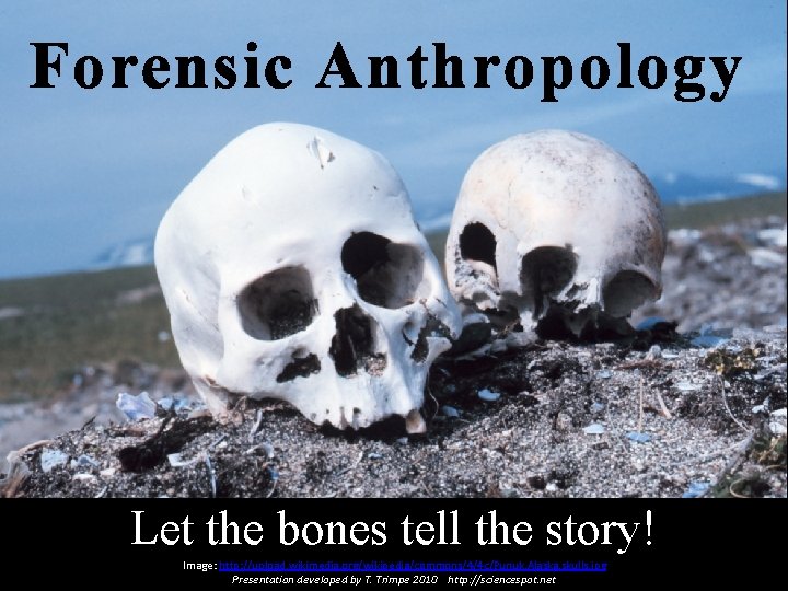 Forensic Anthropology Let the bones tell the story! Image: http: //upload. wikimedia. org/wikipedia/commons/4/4 c/Punuk.