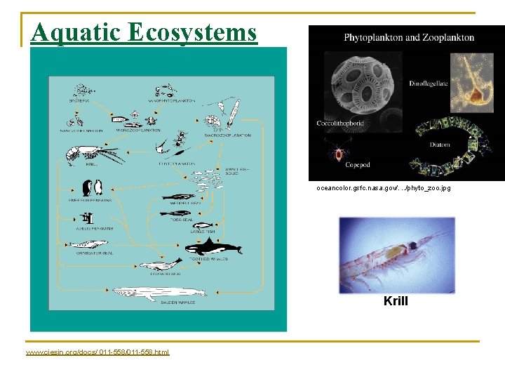 Aquatic Ecosystems oceancolor. gsfc. nasa. gov/. . . /phyto_zoo. jpg Krill www. ciesin. org/docs/