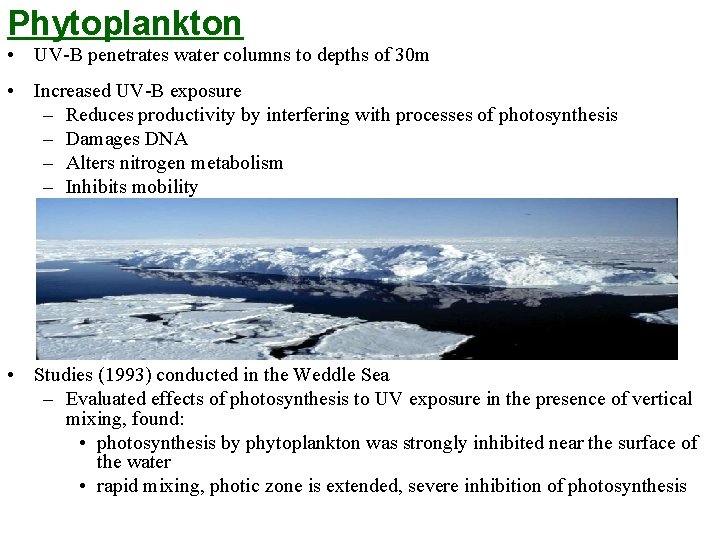 Phytoplankton • UV-B penetrates water columns to depths of 30 m • Increased UV-B