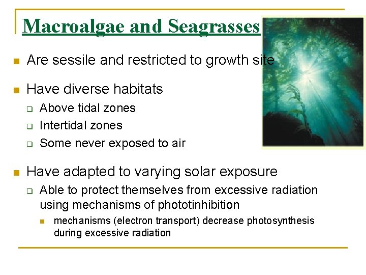 Macroalgae and Seagrasses n Are sessile and restricted to growth site n Have diverse