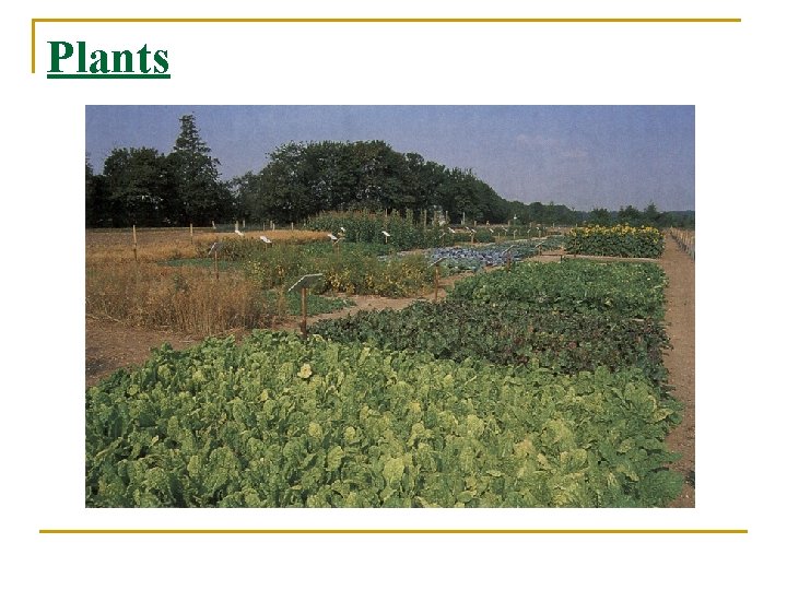 Plants 