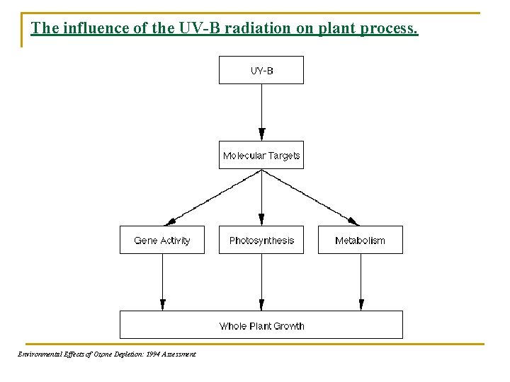 The influence of the UV-B radiation on plant process. Environmental Effects of Ozone Depletion: