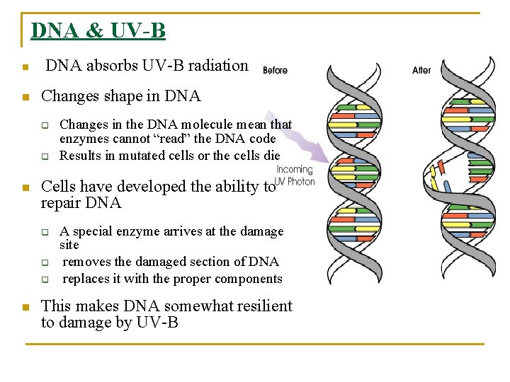 DNA & UV-B n n DNA absorbs UV-B radiation Changes shape in DNA q