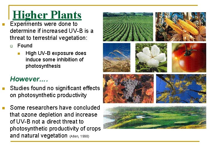 Higher Plants n Experiments were done to determine if increased UV-B is a threat
