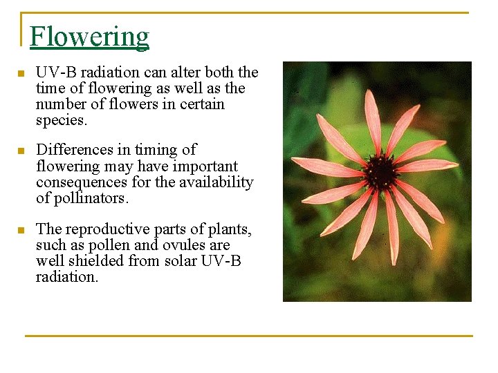 Flowering n UV-B radiation can alter both the time of flowering as well as