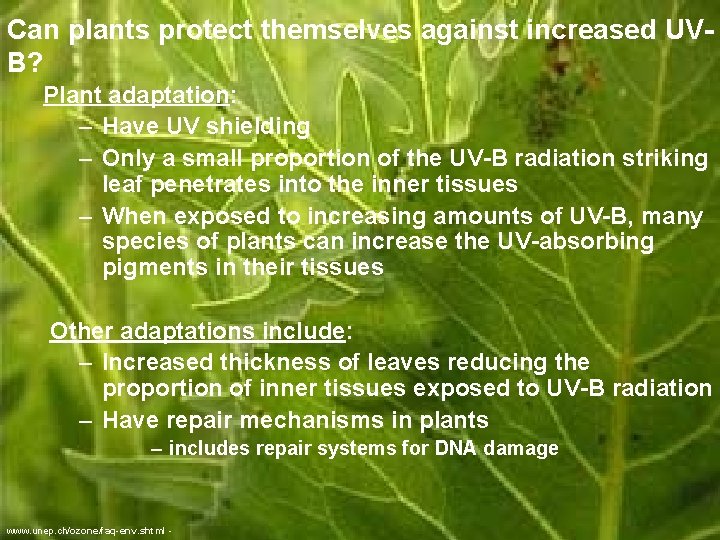 Can plants protect themselves against increased UVB? Plant adaptation: – Have UV shielding –