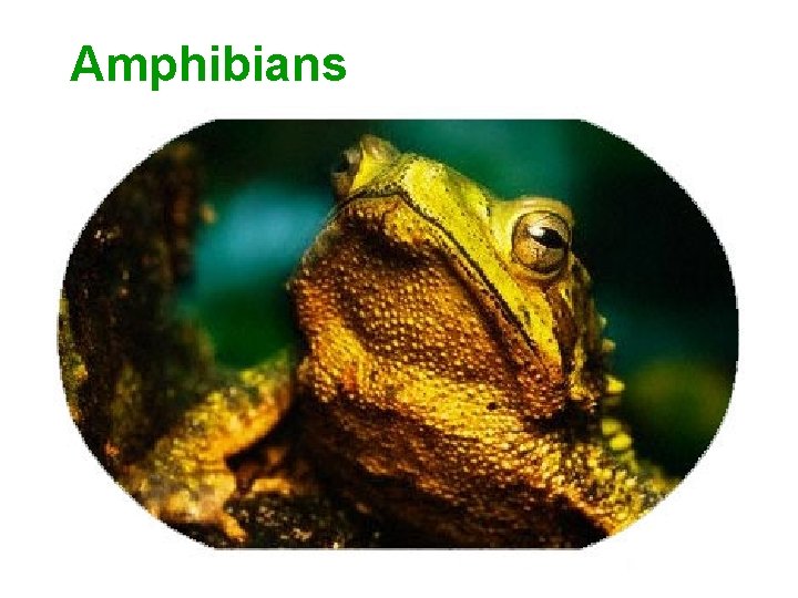 Amphibians 