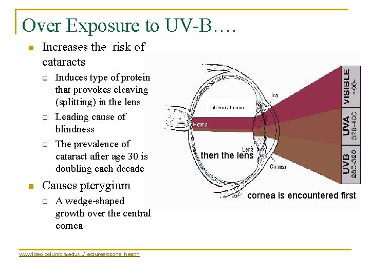 Over Exposure to UV-B…. n Increases the risk of cataracts q q q n