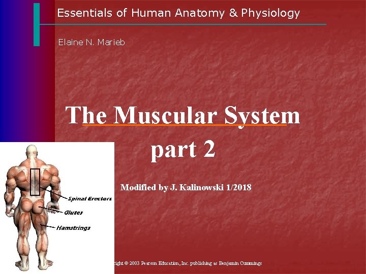 Essentials of Human Anatomy & Physiology Elaine N. Marieb The Muscular System part 2