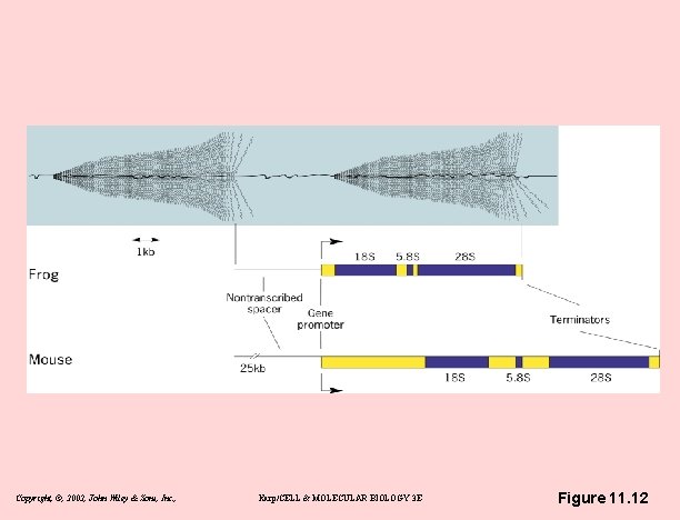 Copyright, ©, 2002, John Wiley & Sons, Inc. , Karp/CELL & MOLECULAR BIOLOGY 3
