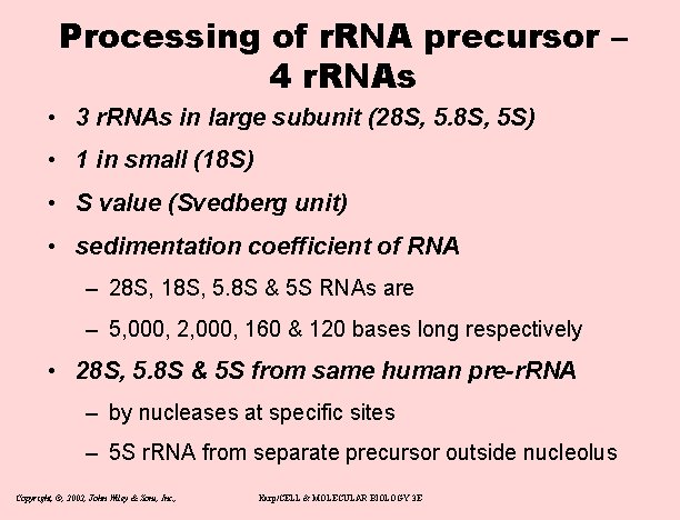 Processing of r. RNA precursor – 4 r. RNAs • 3 r. RNAs in