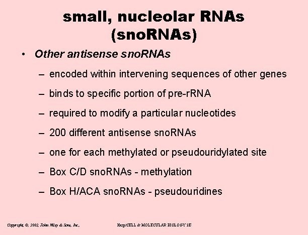 small, nucleolar RNAs (sno. RNAs) • Other antisense sno. RNAs – encoded within intervening