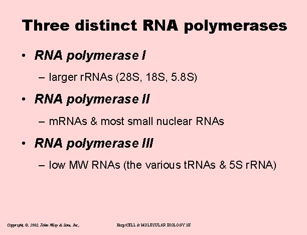 Three distinct RNA polymerases • RNA polymerase I – larger r. RNAs (28 S,