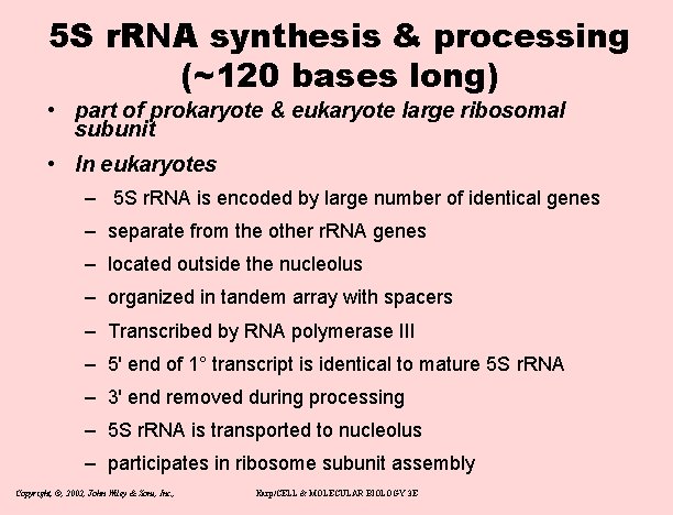5 S r. RNA synthesis & processing (~120 bases long) • part of prokaryote
