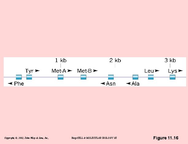 Copyright, ©, 2002, John Wiley & Sons, Inc. , Karp/CELL & MOLECULAR BIOLOGY 3