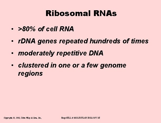 Ribosomal RNAs • >80% of cell RNA • r. DNA genes repeated hundreds of