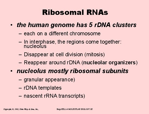 Ribosomal RNAs • the human genome has 5 r. DNA clusters – each on