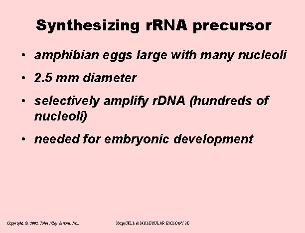 Synthesizing r. RNA precursor • amphibian eggs large with many nucleoli • 2. 5