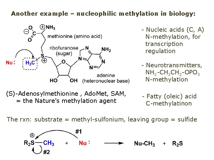 Another example – nucleophilic methylation in biology: - Nucleic acids (C, A) N-methylation, for