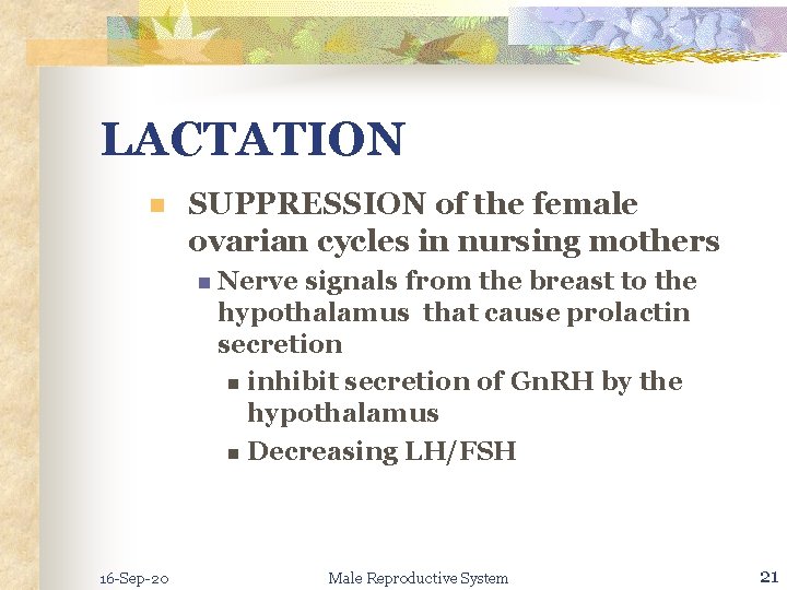 LACTATION n SUPPRESSION of the female ovarian cycles in nursing mothers n Nerve signals